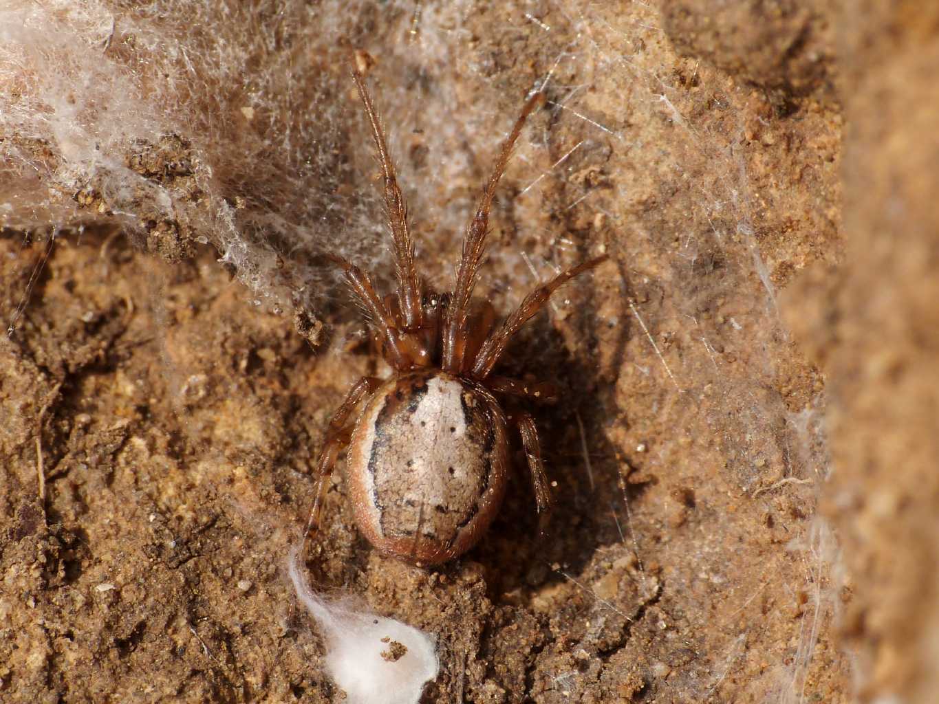 Zygiella sp. sotto una pietra - Santa Severa (RM)